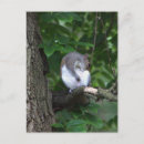 Suche nach eichhörnchen foto postkarten Baum