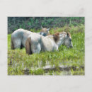 Suche nach amazonas postkarten Für alle