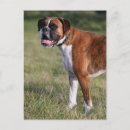 Suche nach bob der hund postkarten Boxer