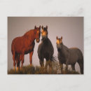 Suche nach araber postkarten Pferde