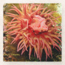 Suche nach taucher untersetzer Unterwasser