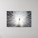 Suche nach schwarze federn leinwandbilder Pfau