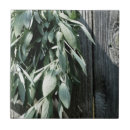 Suche nach kraut fliesen Salbei