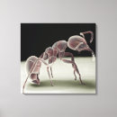 Suche nach wirbellos leinwandbilder Insekt