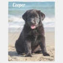 Suche nach hübscher labrador Jede person