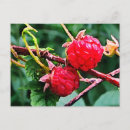 Suche nach himbeeren postkarten Botanisch