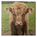 Suche nach schulter fliesen Tier