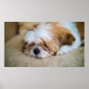 Suche nach shih tzu poster Welpe