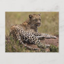 Suche nach das serengeti postkarten Afrika