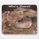 Suche nach gleithörnchen Eichhörnchen