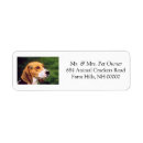 Suche nach niedlicher beagle Tiere