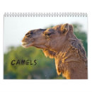 Suche nach kamele kalender Kamelkalender