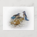 Suche nach blauhäher Vögel