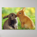 Suche nach ears poster Wild