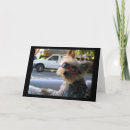 Suche nach yorkshire terrier postkarten Spaß