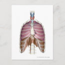 Suche nach innere organe postkarten Vertikal