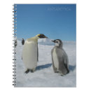 Suche nach pinguinfamilie Baby