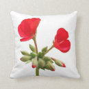 Suche nach pelargonie Rot