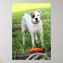 Suche nach boxer hunde poster Weiß