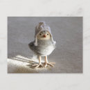 Suche nach tweet postkarten Birdie