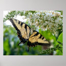 Suche nach gelber schmetterling poster Schwarz