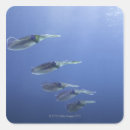 Suche nach tintenfisch aufkleber Tier