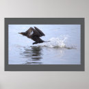 Suche nach kormoran poster Wildtiere