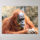 Suche nach orangutan poster Tierwelt