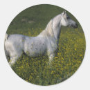 Suche nach arabisches pferd aufkleber Araber