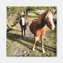 Suche nach ponys magnete Jede person