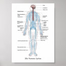 Suche nach nervensystem poster Gehirn