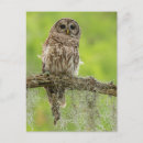 Suche nach cathy postkarten Vogel