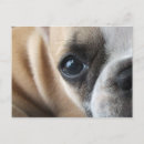 Suche nach boston terrier postkarten Tierfreunde
