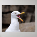 Suche nach seagull poster Tiere