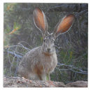 Suche nach hase fliesen Wild lebende tiere