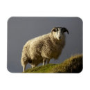 Suche nach isle of skye magnete Trotternish halbinsel