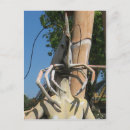 Suche nach lobster postkarten Muscheln