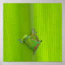 Suche nach gecko poster Tier