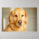 Suche nach golden retriever kunst Niedlich