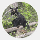 Suche nach schwarzbär aufkleber Wald