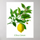 Suche nach zitrusfrüchte poster Zitronenbaum
