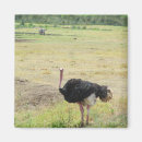 Suche nach sträuße magnete Für alle