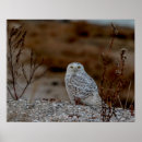 Suche nach schneeeulen poster Natur