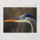 Suche nach herodias postkarten Weitvogel