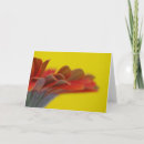 Suche nach orange gerbera karten Fotografie