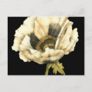Suche nach poppy postkarten Blume