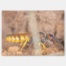 Suche nach wespe magnete Natur