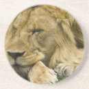 Suche nach afrikanischer löwe untersetzer Tierwelt