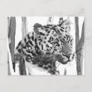 Suche nach tierporträts postkarten Große katze