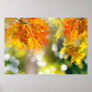 Suche nach herbstwald poster Schön